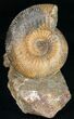 Well Preserved Stephanoceras Ammonite #11488-2